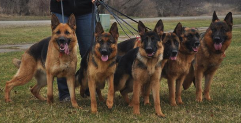 large boned german shepherd